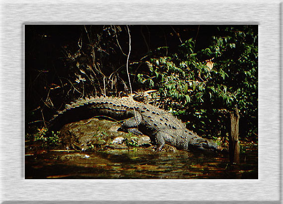 Krokodile am Sumidero-Canon - (c) Peter Belina
